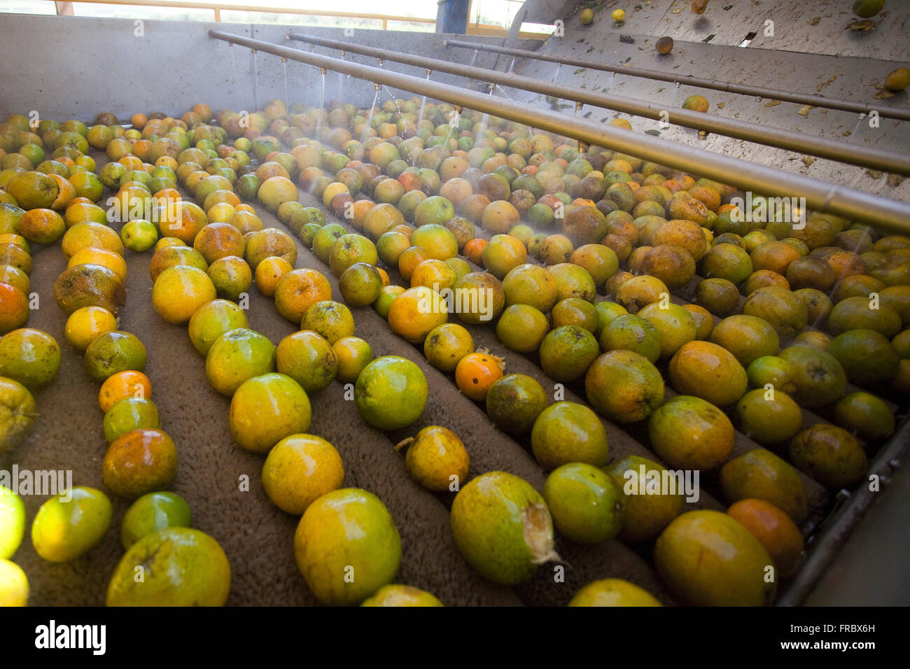 Oranges dans le processus de lavage dans l'industrie de production de jus d' orange Photo Stock - Alamy