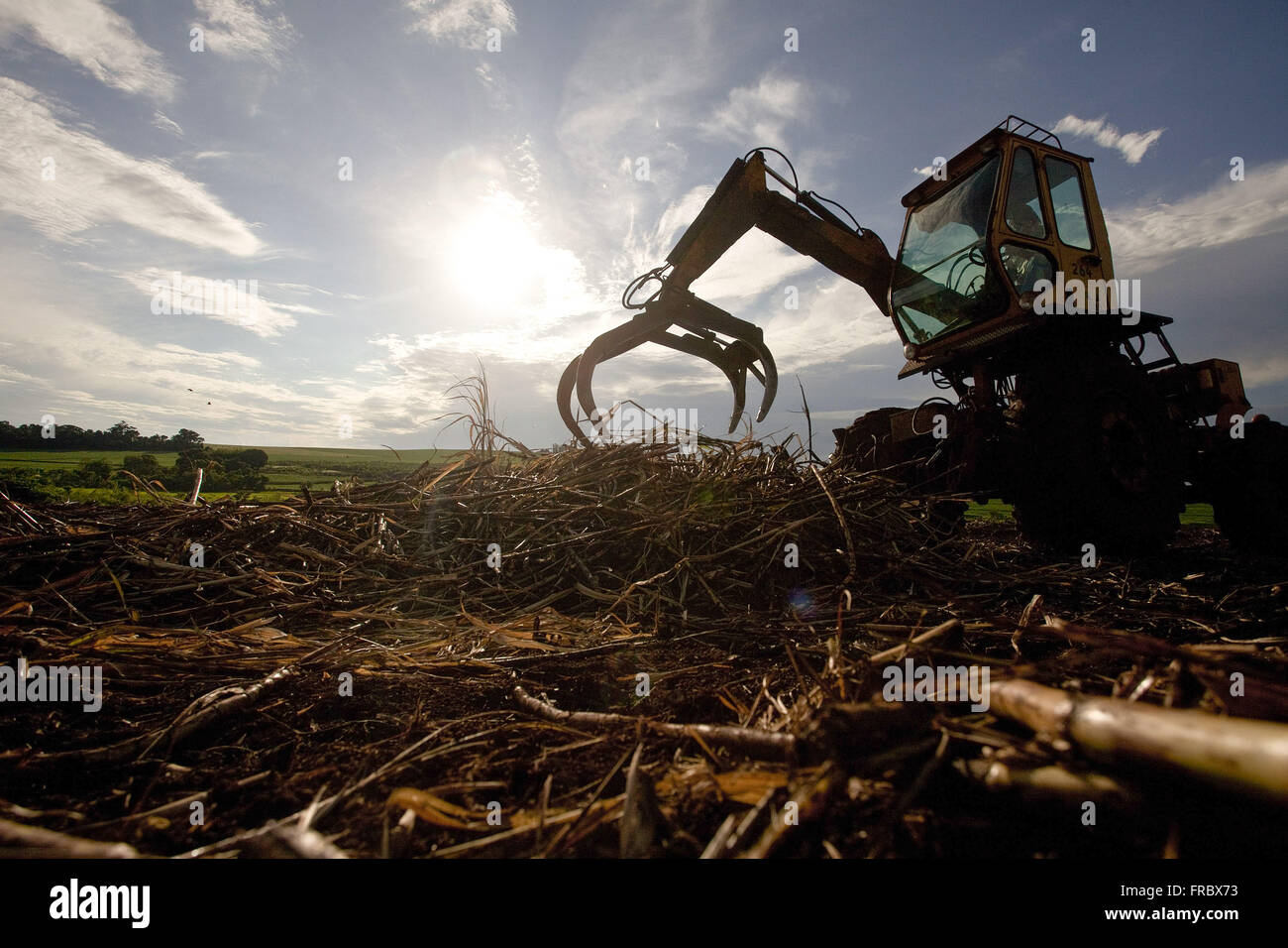 La collecte du tracteur de la canne à sucre après la récolte manuelle dans la campagne Banque D'Images
