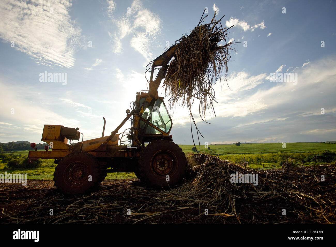 La collecte du tracteur de la canne à sucre après la récolte manuelle dans la campagne Banque D'Images