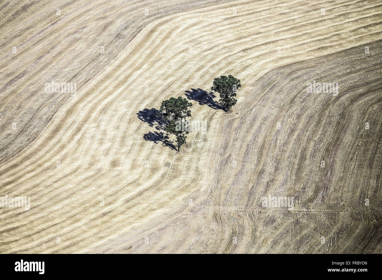 Vue aérienne d'arbres isolés dans récolte Récolte récente Banque D'Images