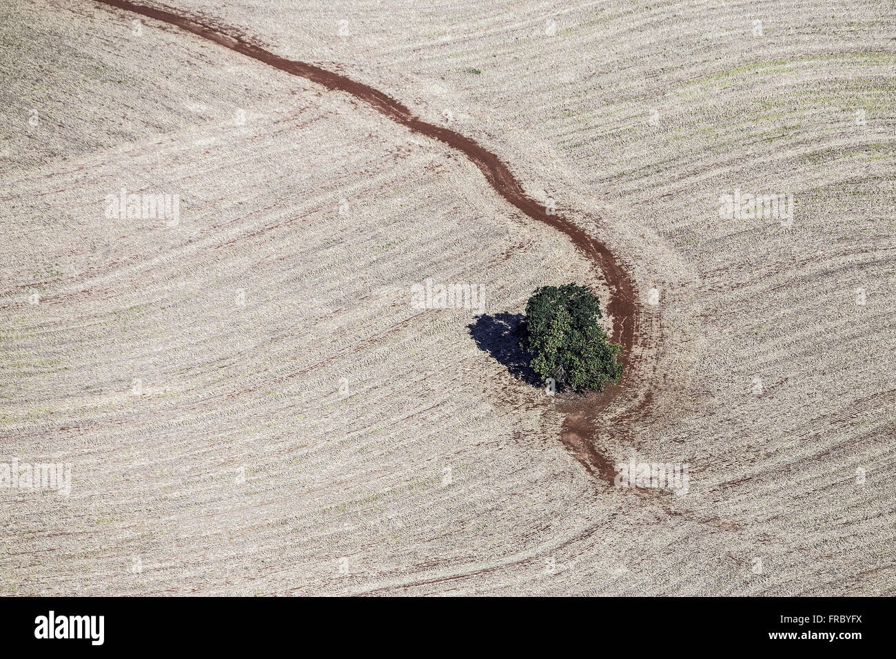 Vue aérienne de l'arbre isolé dans récemment rentrée de la récolte Banque D'Images