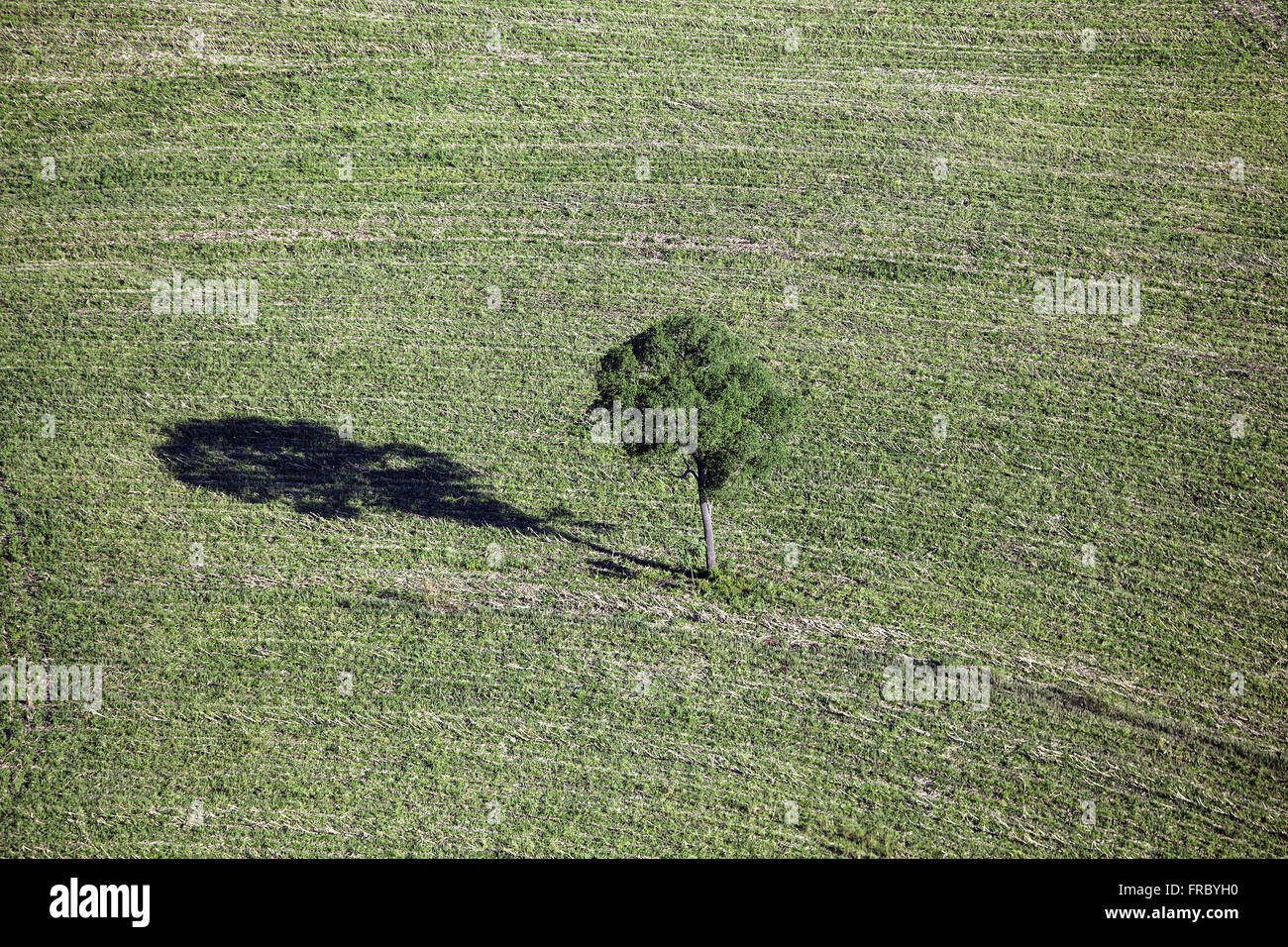 Vue aérienne de l'arbre isolé dans récemment rentrée de la récolte Banque D'Images