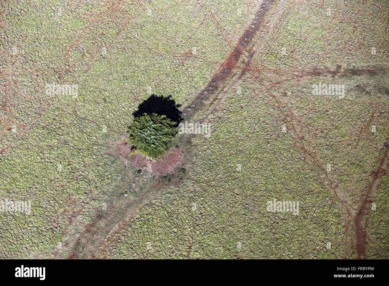 Vue aérienne de l'arbre isolé au milieu de l'Alpage Banque D'Images