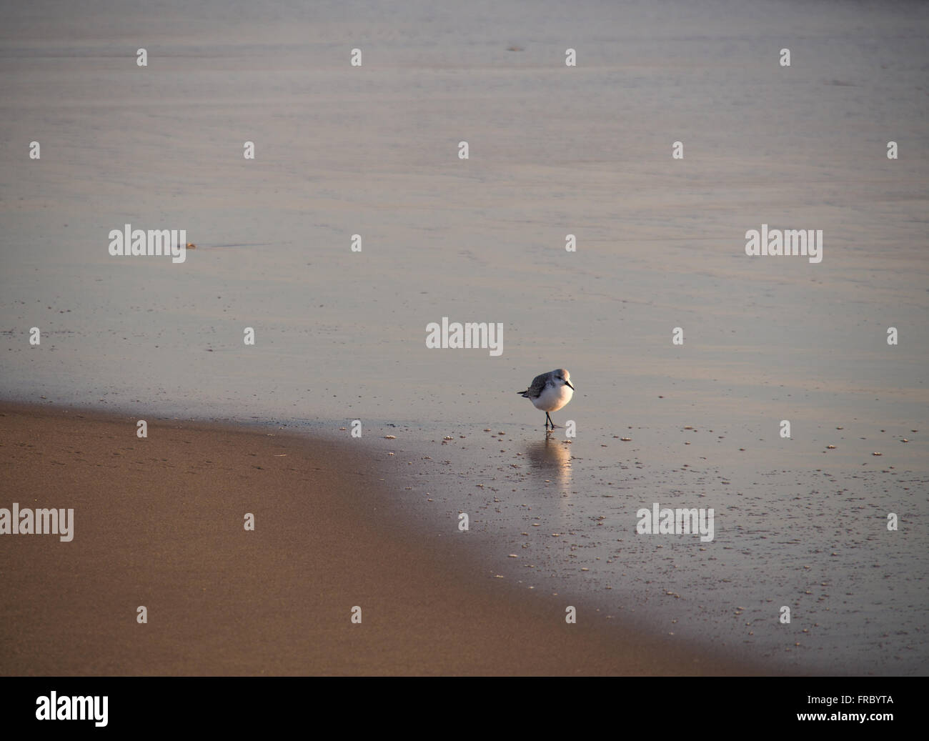 Mouette solitaire en face de paysage de mer Banque D'Images