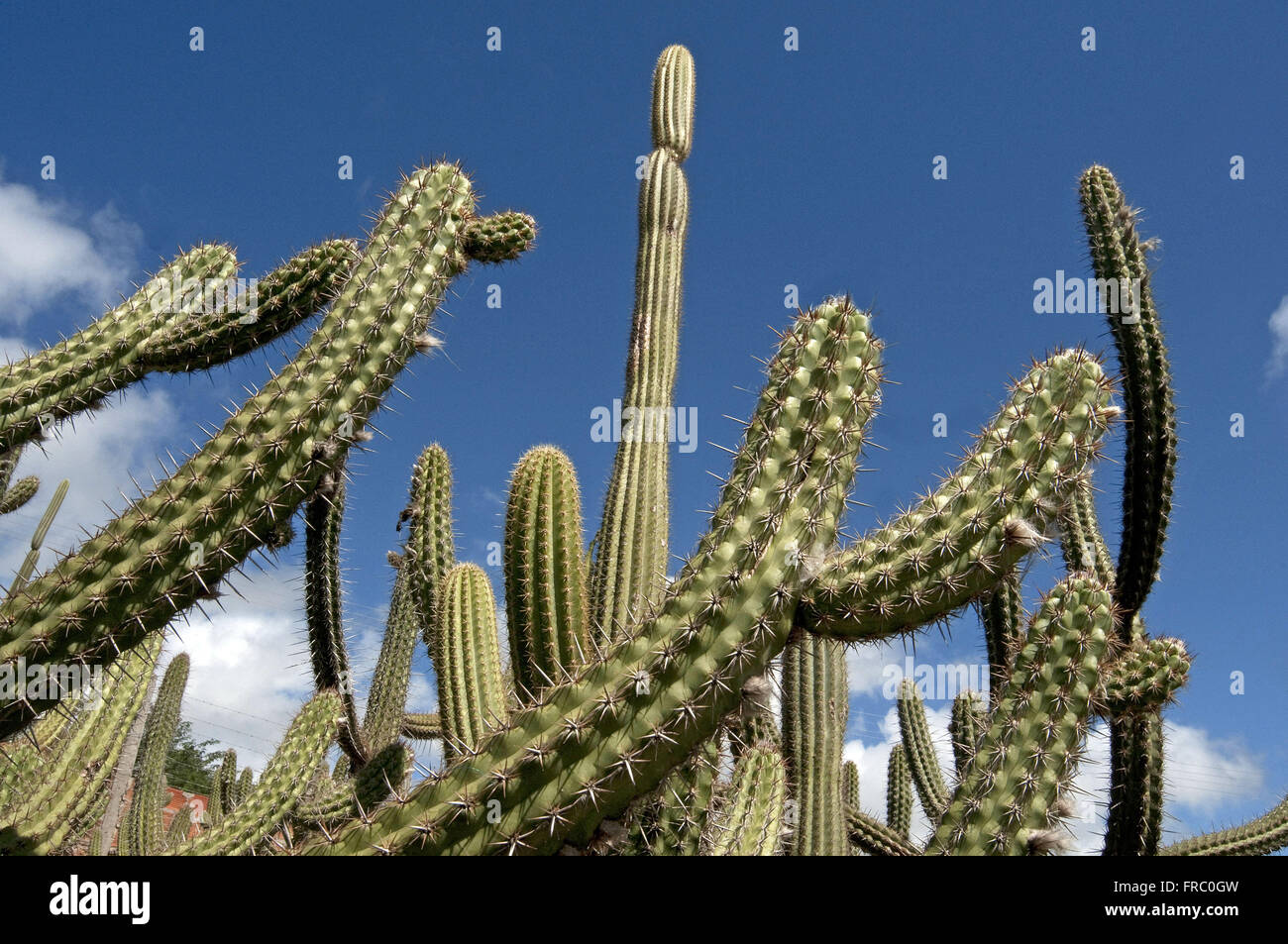 - Cactus Cereus jamacaru Banque D'Images