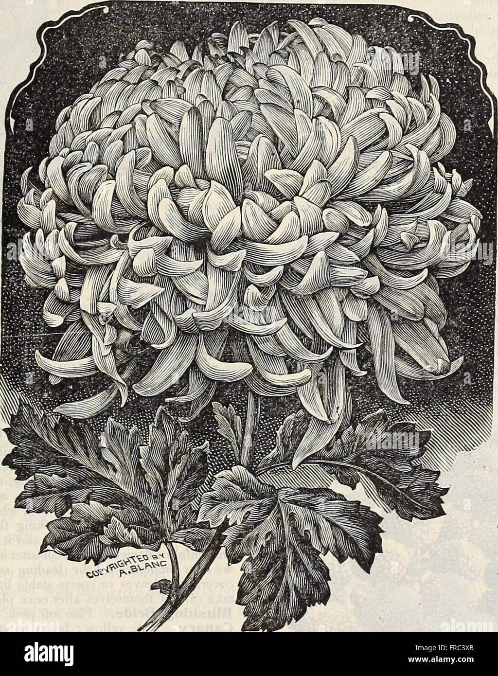 Dreer's Garden Calendar (1899) est un guide de jardinage complet offrant des conseils mensuels sur la plantation, la culture et l'entretien de diverses plantes tout au long de l'année. Banque D'Images