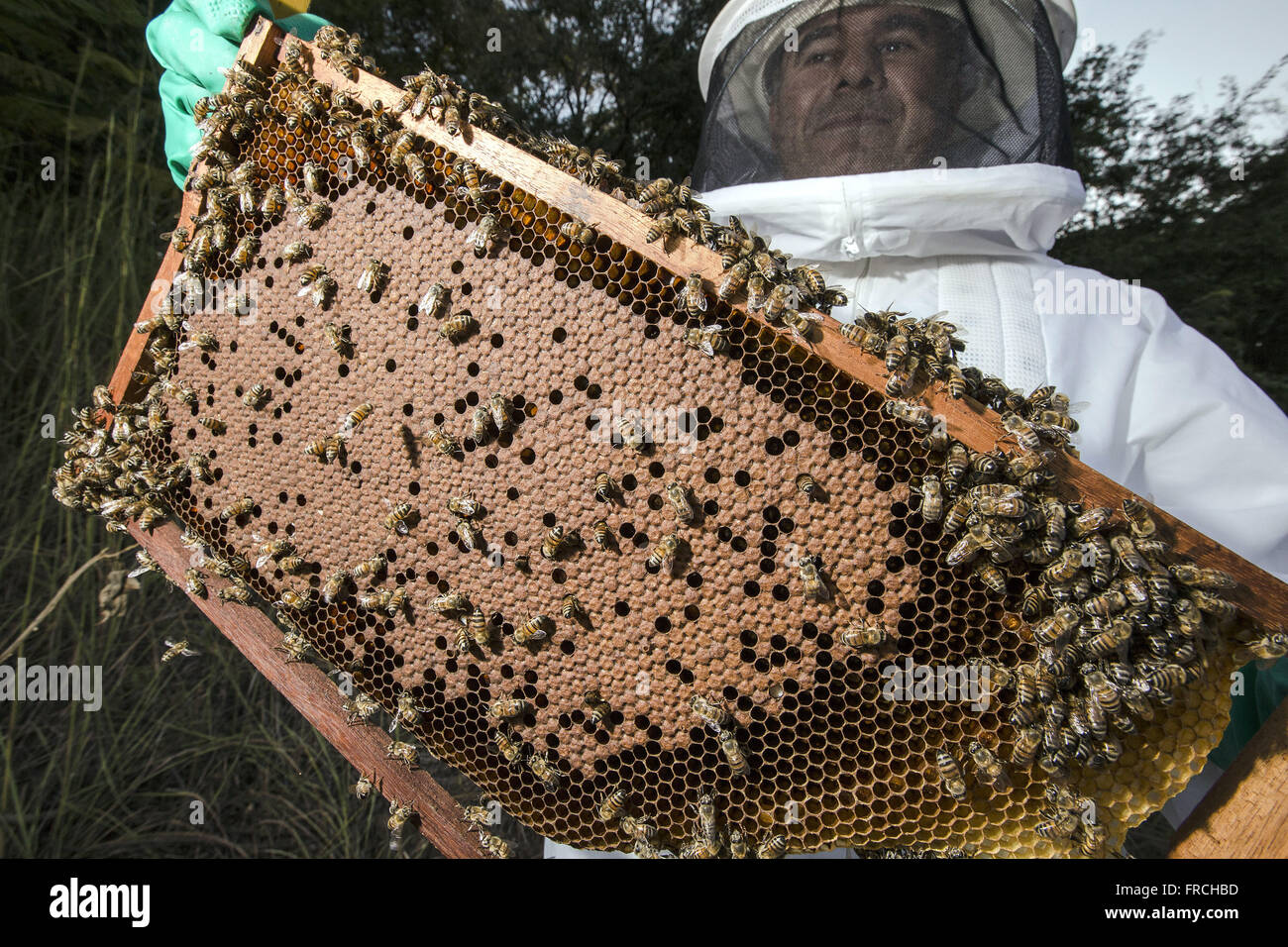 L'apiculteur travaillant dans l'extraction du miel du rucher dans le district de Congonhas Banque D'Images