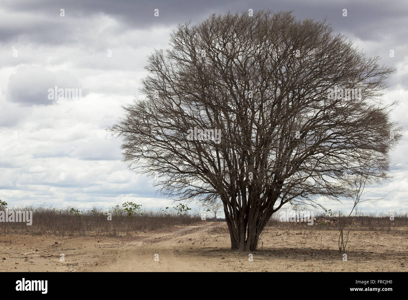 Mesquite arbre près de la nouvelle période de sécheresse l'Acude - la région du Pajeú broussailles Banque D'Images