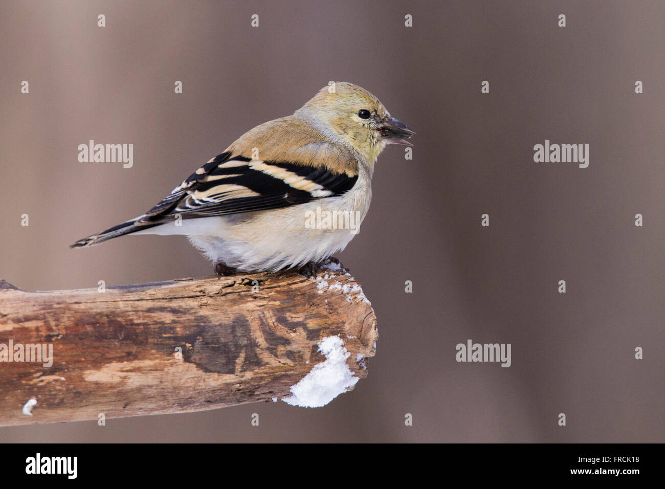 Chardonneret jaune (Carduelis tristis) en hiver. Banque D'Images