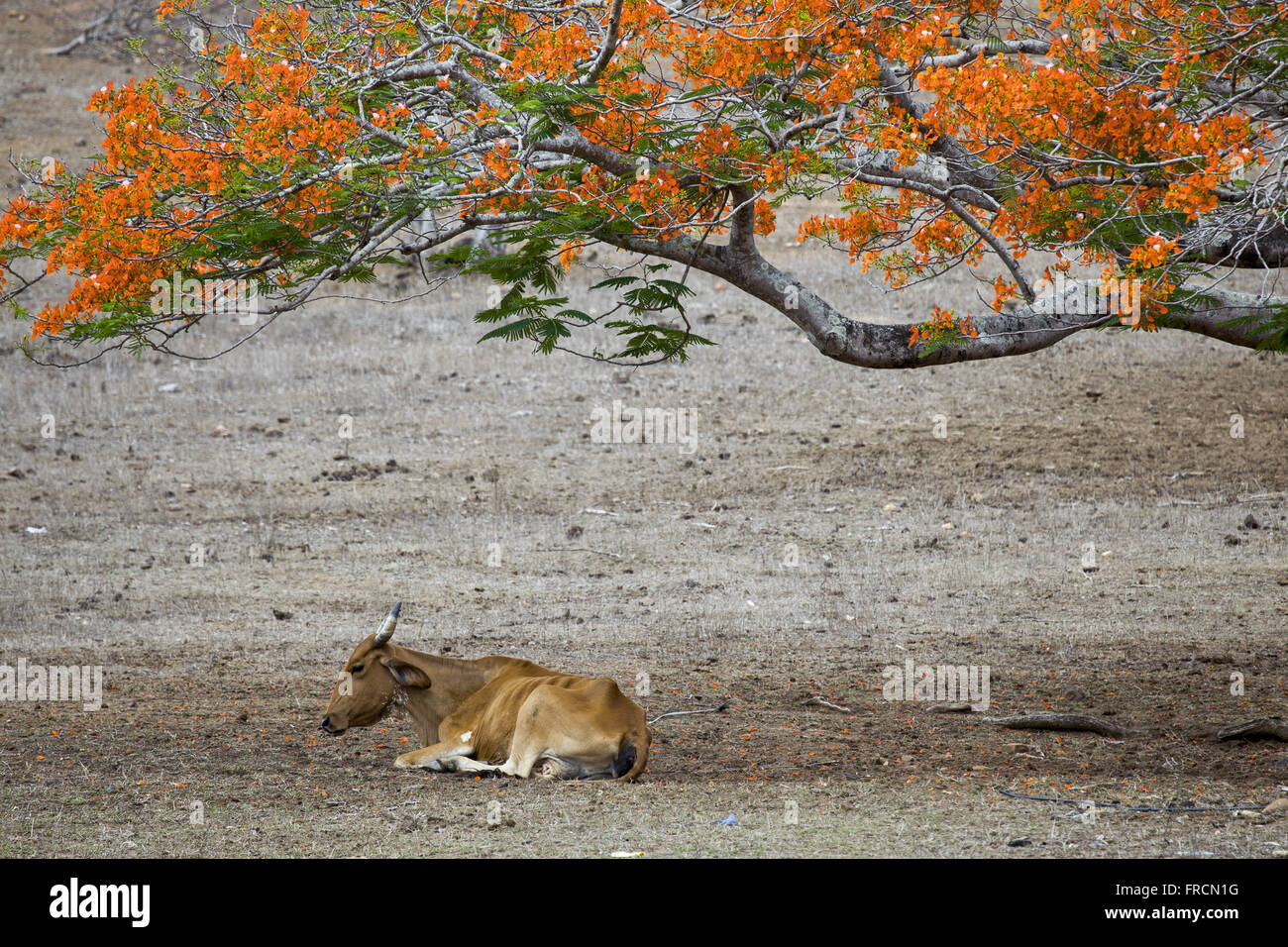 Ox couché dans l'ombre de l'arbre en Floride - région du rough Banque D'Images