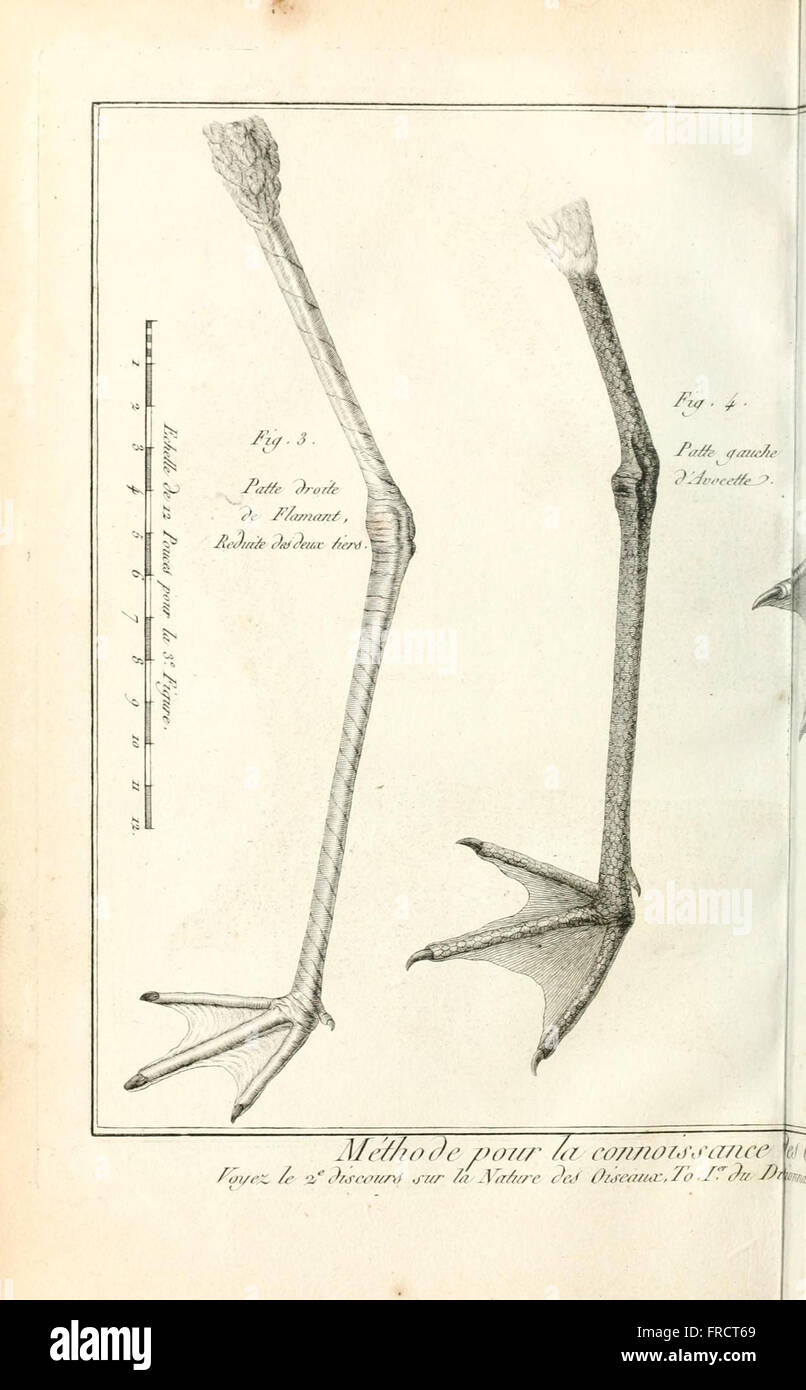 Cette plaque du 'Tableau encyclopédique et méthodique' illustre les trois règnes de la nature : animal, végétal et minéral, offrant un aperçu structuré de ces classifications. Banque D'Images