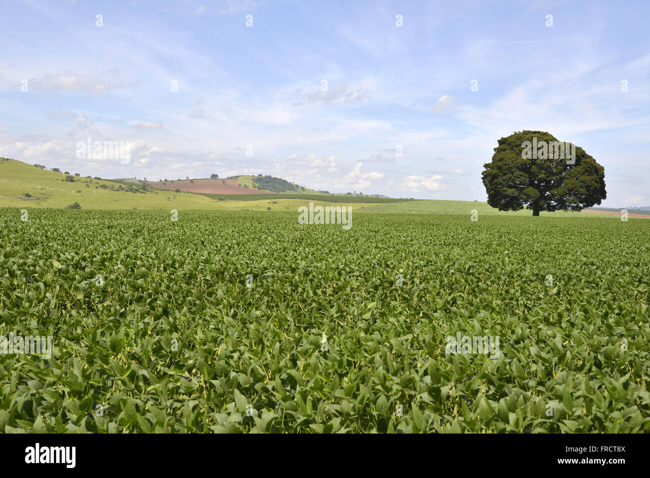 La plantation de soja à la campagne Banque D'Images
