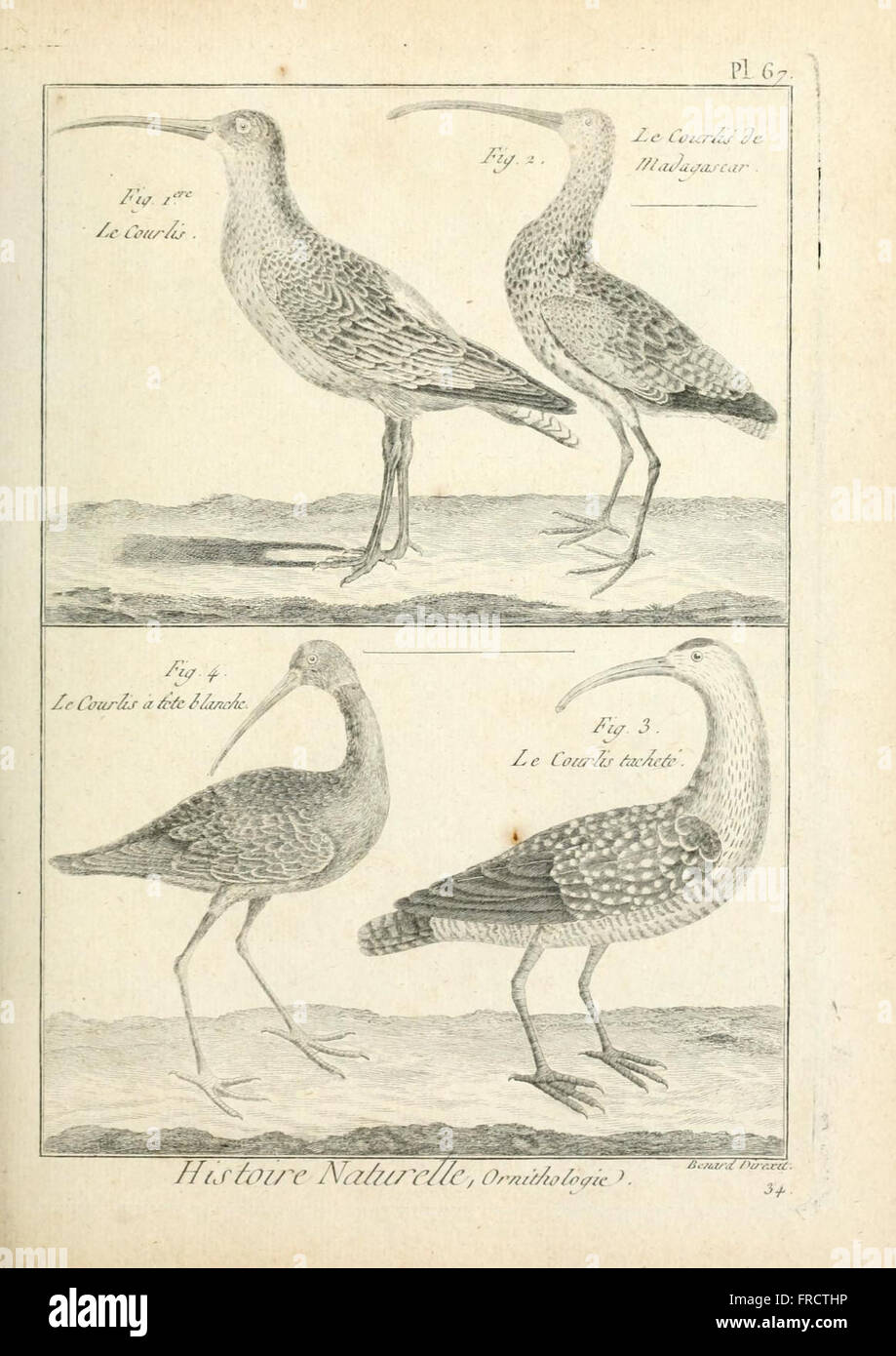 Tableau vivant encyclopC3A9dique et mC3A9thodique des trois rC3A8gne de la nature (pl. 67) Banque D'Images