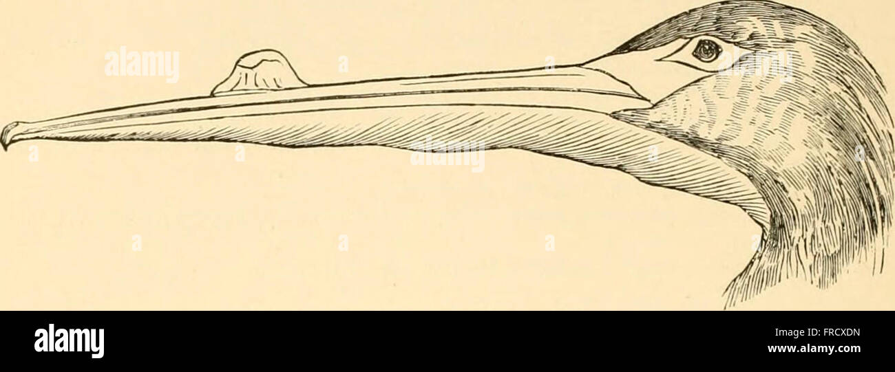 Cette publication de 1884 explore les diverses espèces d'oiseaux aquatiques indigènes d'Amérique du Nord, en fournissant des descriptions détaillées et des illustrations de leurs habitats, de leurs comportements et de leur importance écologique. Banque D'Images