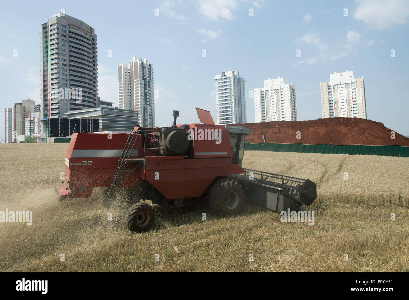 Colheitadeira colhendo trigo em zona urbana - bairro Palhano Banque D'Images
