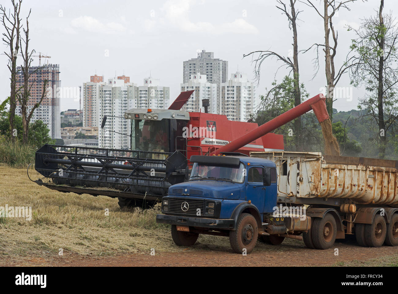 Colheitadeira descarregando trigo em carroceria de caminhão em área urbana - bairro Palhano Banque D'Images
