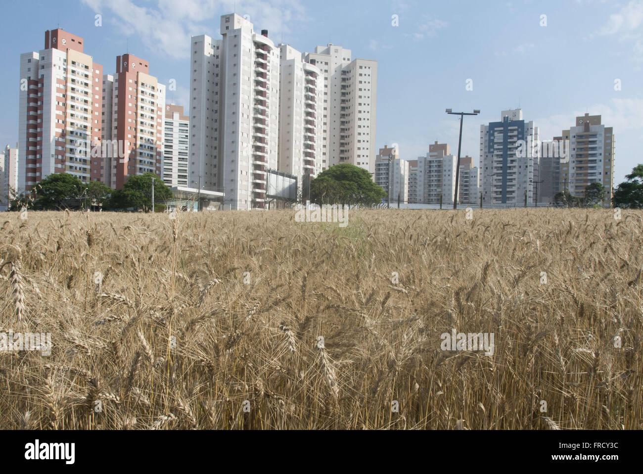 Plantação de trigo em zona urbana no bairro Palhano - conflito entre urbano rurales e Banque D'Images