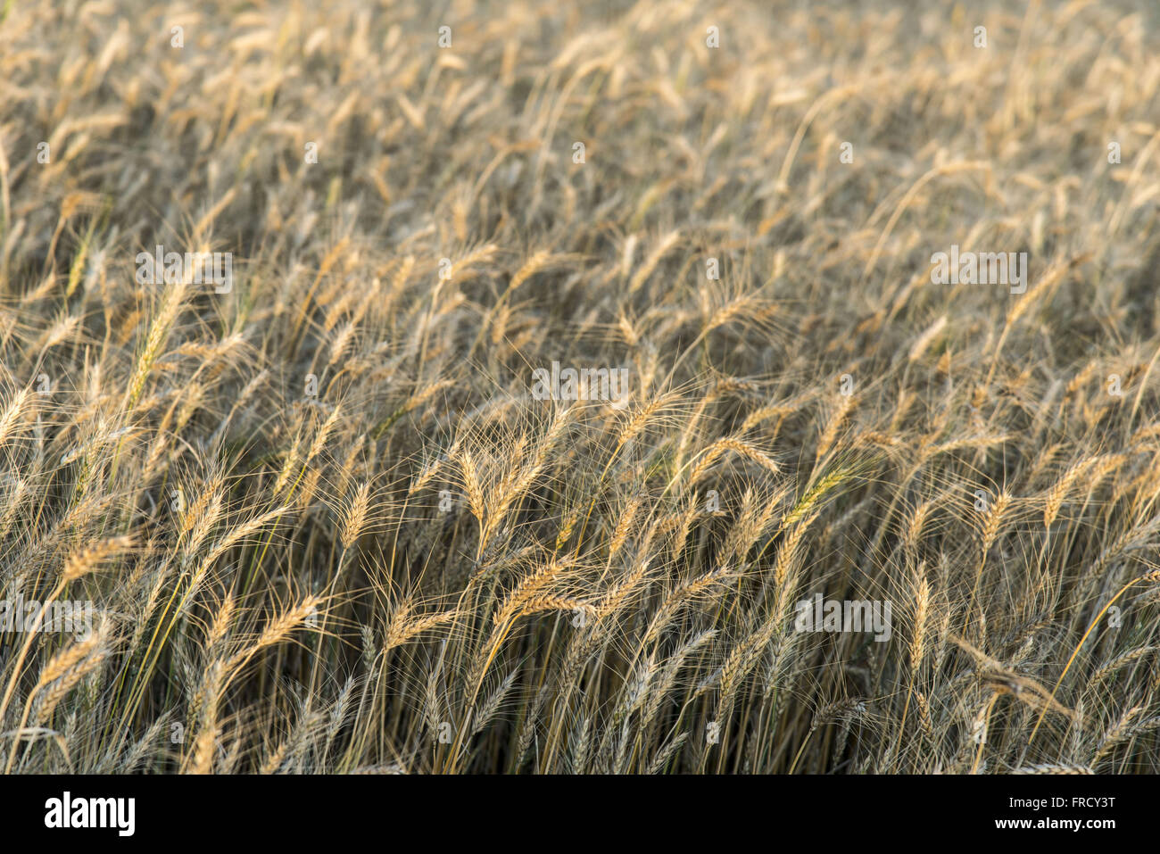 Plantação de trigo em ponto de colheita Banque D'Images