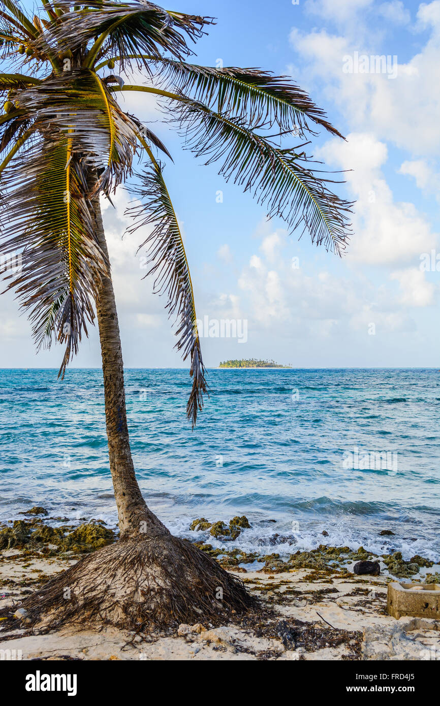 Palmier dans une journée ensoleillée à la plage dans l'île de San Andrés, Colombie, Banque D'Images