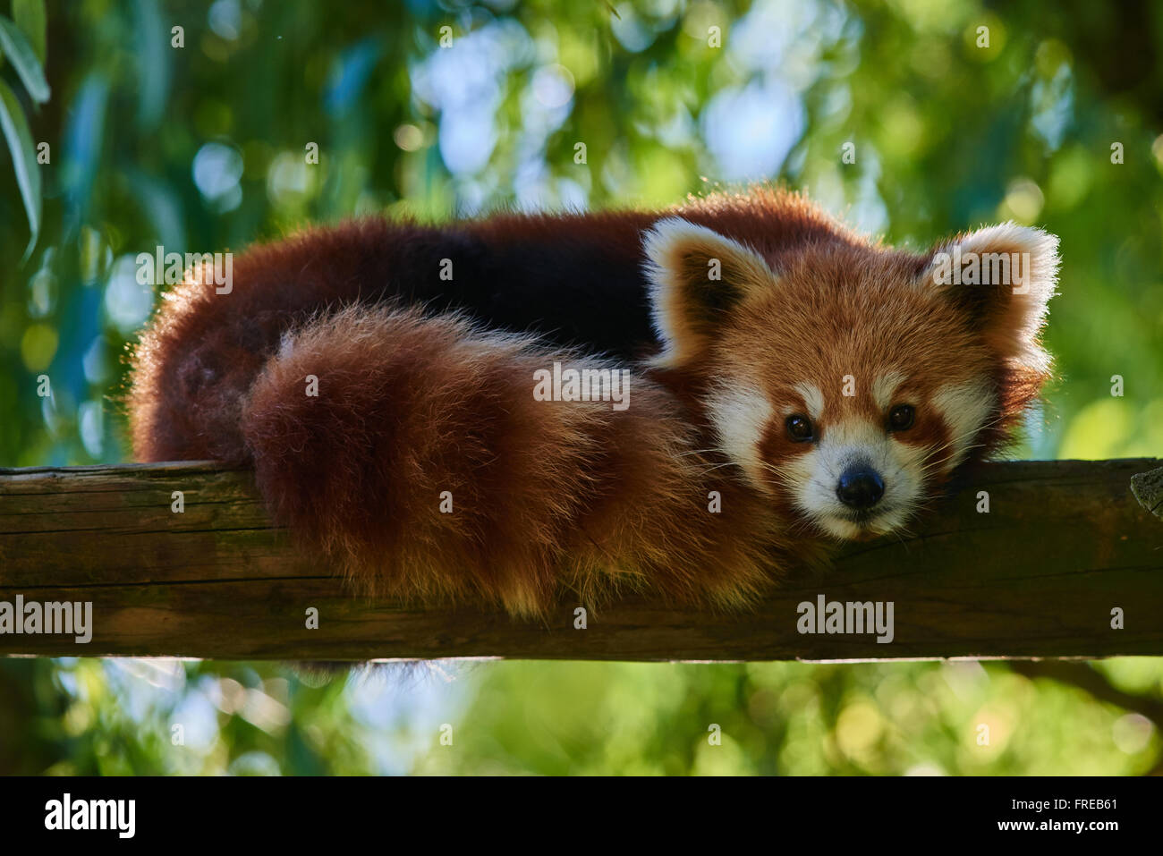 Un ours panda rouge sur la base de Bifengxia stomp arbre réserver Sichuan Chine Banque D'Images