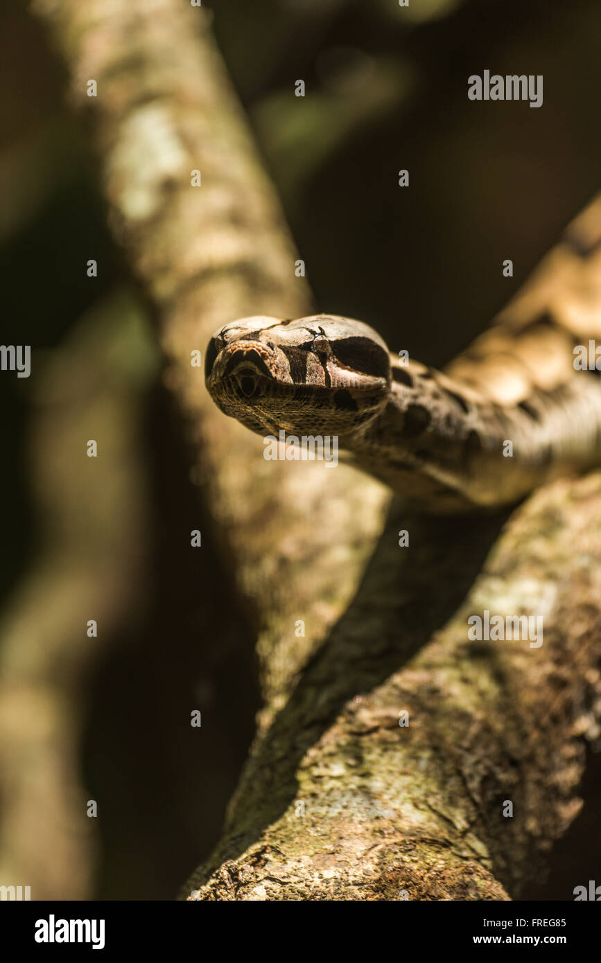 Boa constrictor sensibilisation sur la tête de la direction de soleil Banque D'Images