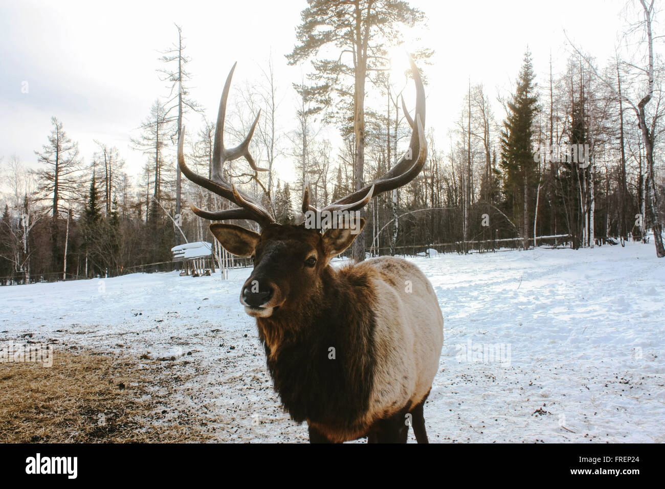 Portrait de Royal red deer buck avec bois Banque D'Images