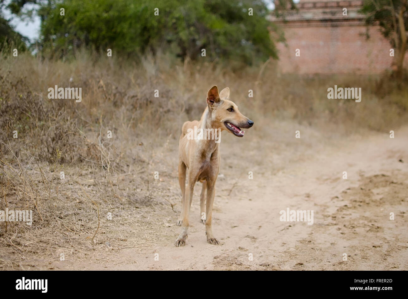 Un chien sauvage à Bagan Banque D'Images