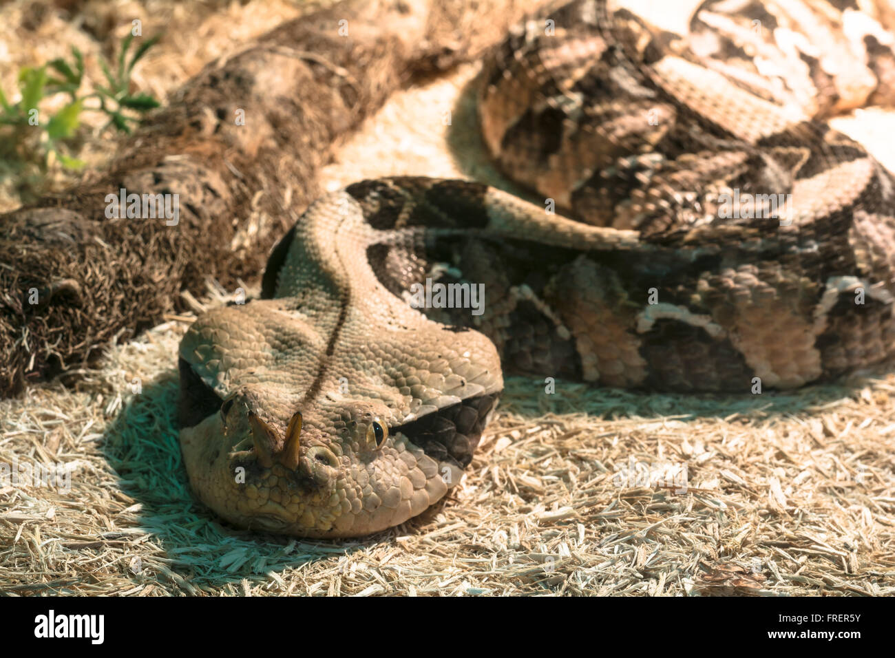 Serpent dans le terrarium - Gaboon viper Banque D'Images