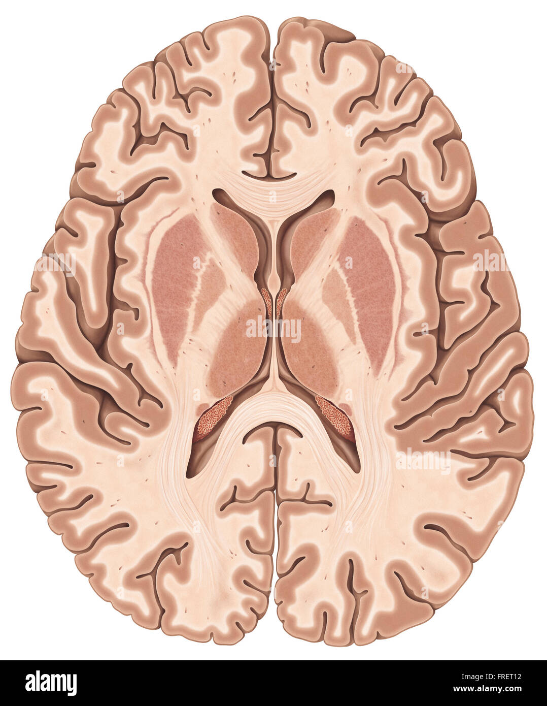 La section transverse illustration du cerveau humain Banque D'Images