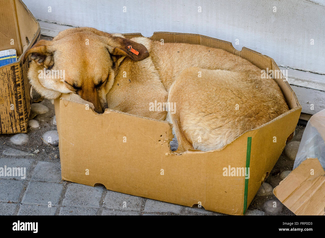 Chien de la rue dans la rue dans une boîte en carton Photo Stock - Alamy