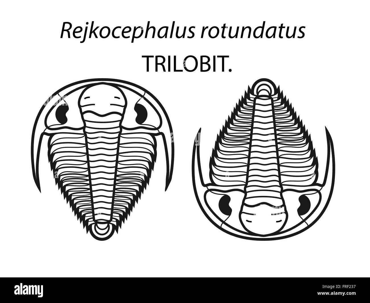Représentation croquis de trilobites Illustration de Vecteur