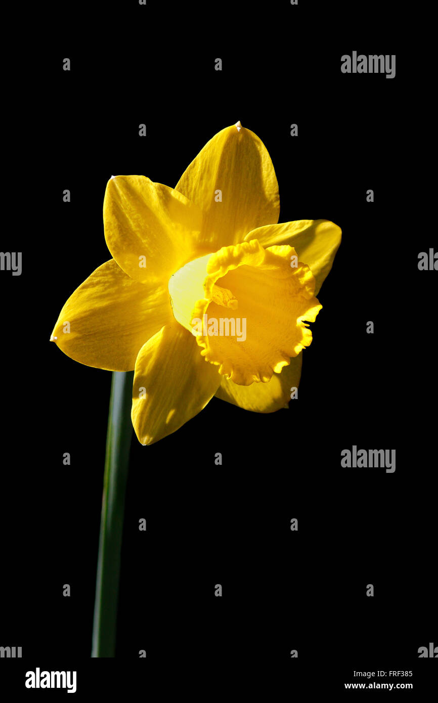 Tête de fleur jaune jonquille (Narcissus) sur fond noir Banque D'Images