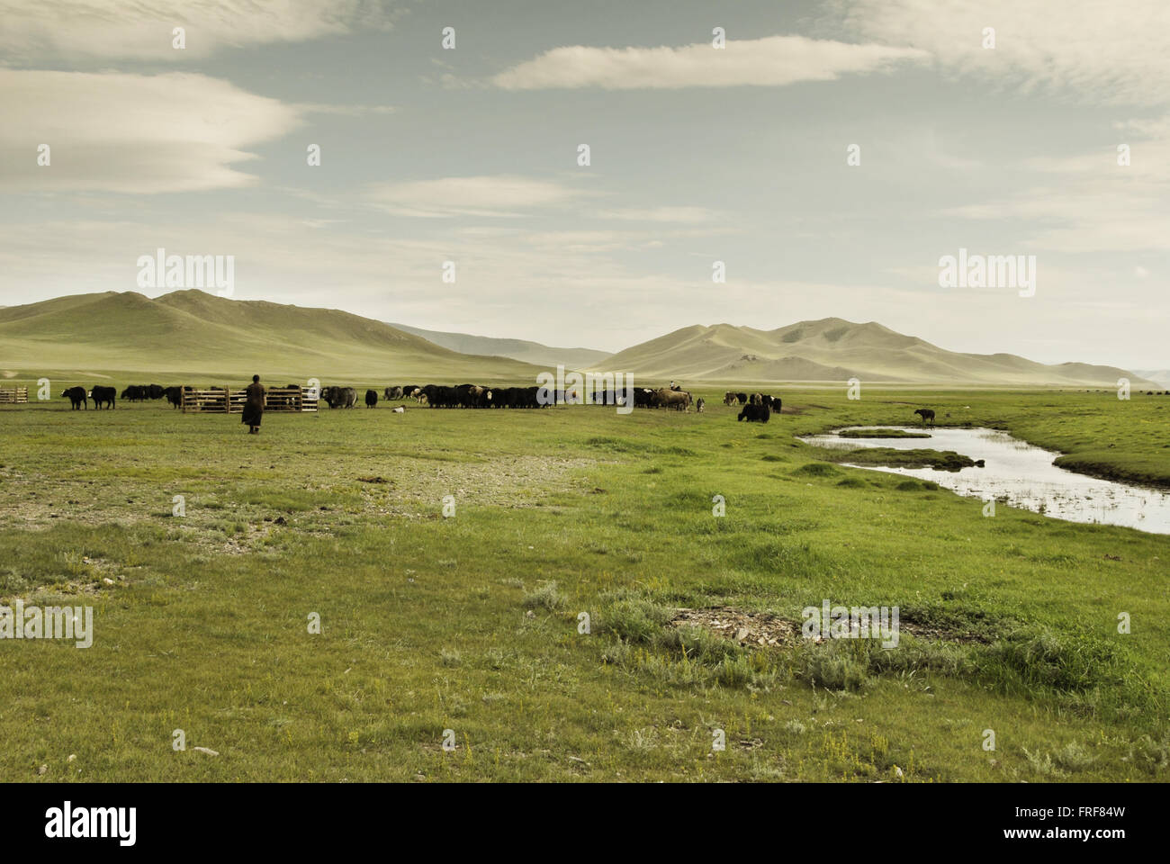 Mongolie - 26/04/2010 - Mongolie - Steppe Arkhangai - Sandrine Huet / Le Pictorium Banque D'Images