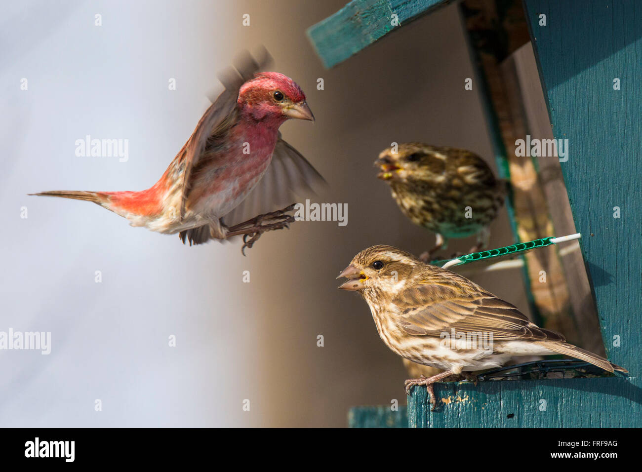 Le roselin pourpré (Haemorhous purpureus) en hiver, de la famille des Fringillidae,. Banque D'Images