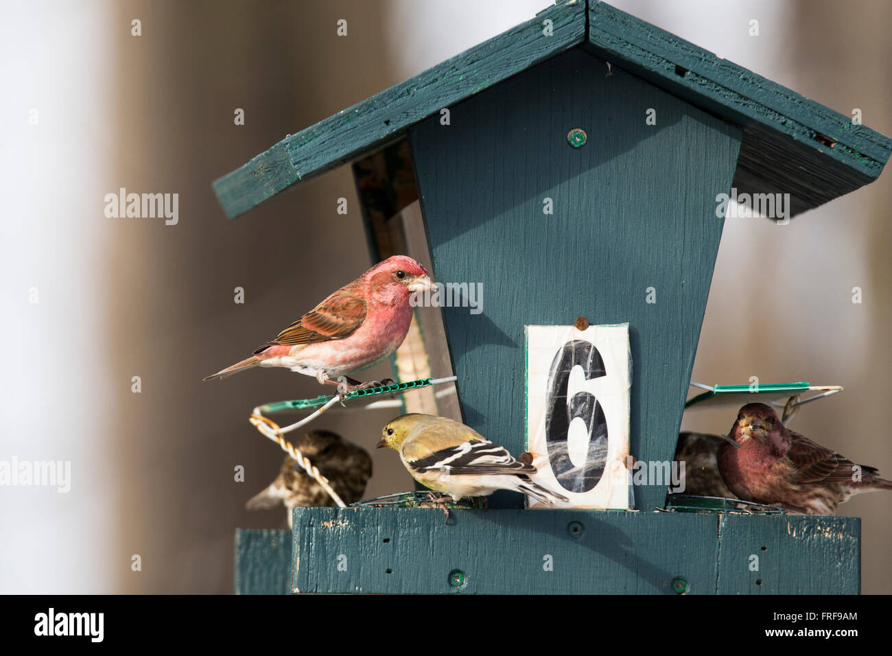 Le roselin pourpré (Haemorhous purpureus) en hiver, de la famille des Fringillidae,. Banque D'Images