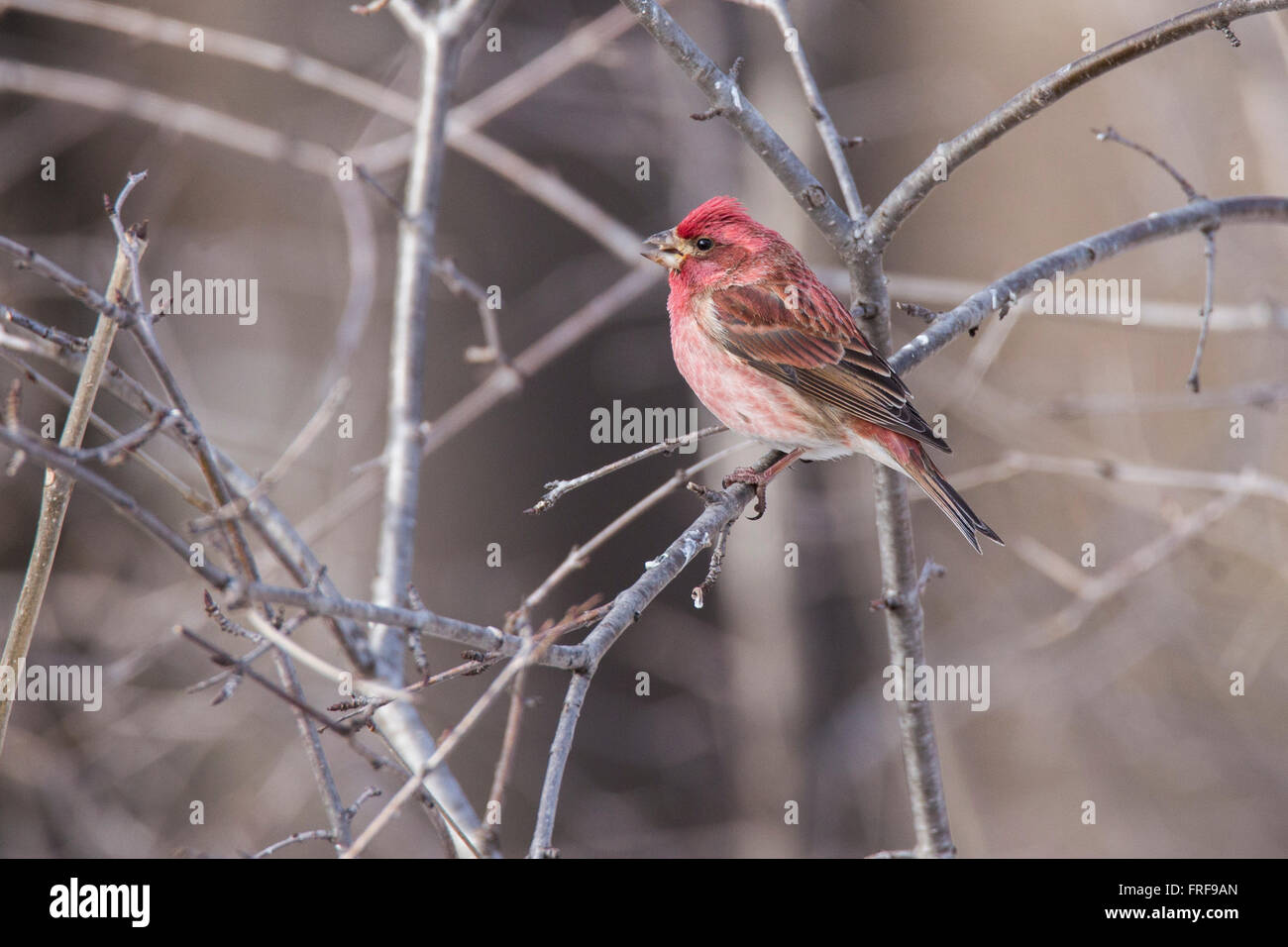 Le roselin pourpré (Haemorhous purpureus) en hiver, de la famille des Fringillidae,. Banque D'Images