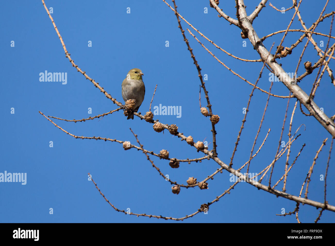 Chardonneret jaune (Carduelis tristis) en hiver. Banque D'Images