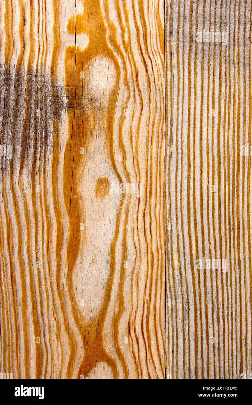 La texture en bois - bois. La section de tronc d'arbre montrant les anneaux de croissance. La texture du bois avec du bois naturel. Banque D'Images