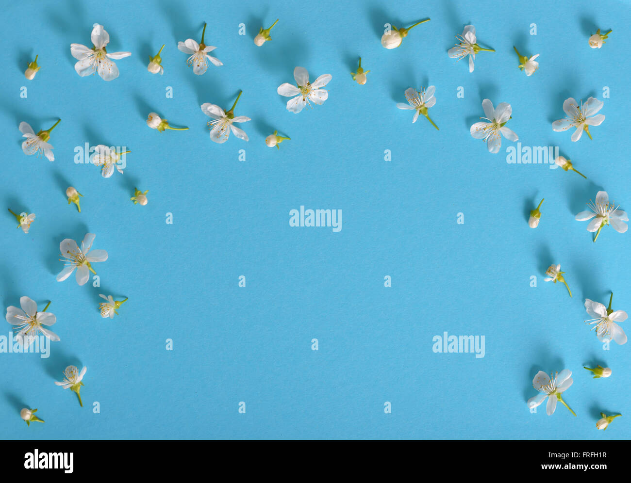 Spring cherry flowers frame sur fond bleu Banque D'Images