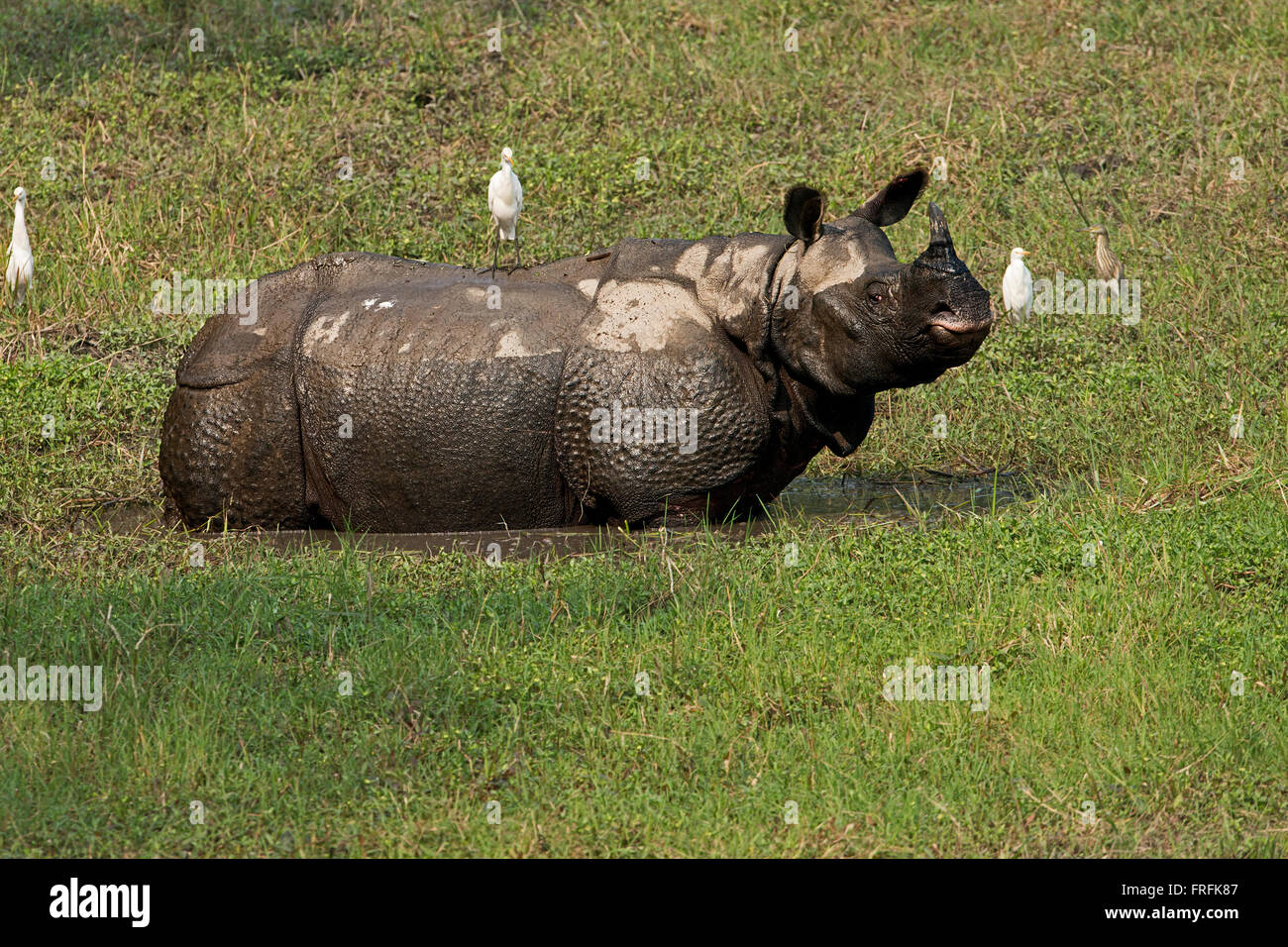 Rhinocéros indien gazonner Banque D'Images