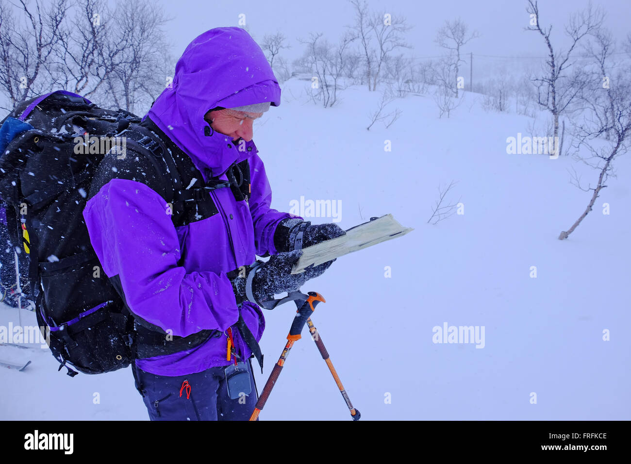 Tourer Ski consulting la carte en chute de neige, de Saltfjellet Parc National, Norvège Banque D'Images