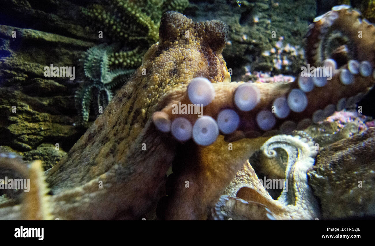 Gijon, Espagne. 22 mars, 2016. Poulpe commun (Octopus Vulgaris) à l'Aquarium de Gijón la Journée mondiale de l'eau le 22 mars 2016 à Gijon, Espagne. Crédit : David Gato/Alamy Live News Banque D'Images