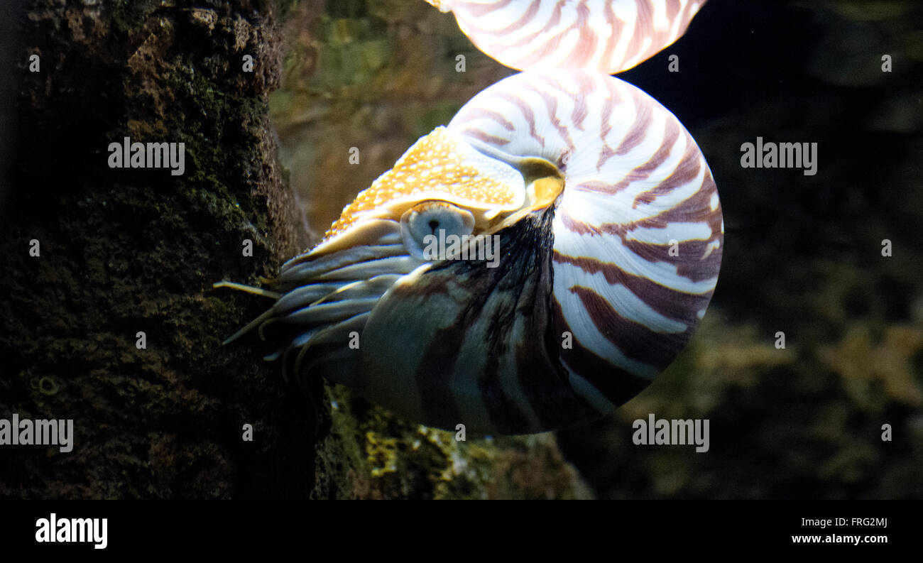 Gijon, Espagne. 22 mars, 2016. Nautilus Nautilus (Palau) Belauensis à l'Aquarium de Gijón la Journée mondiale de l'eau le 22 mars 2016 à Gijon, Espagne. Crédit : David Gato/Alamy Live News Banque D'Images