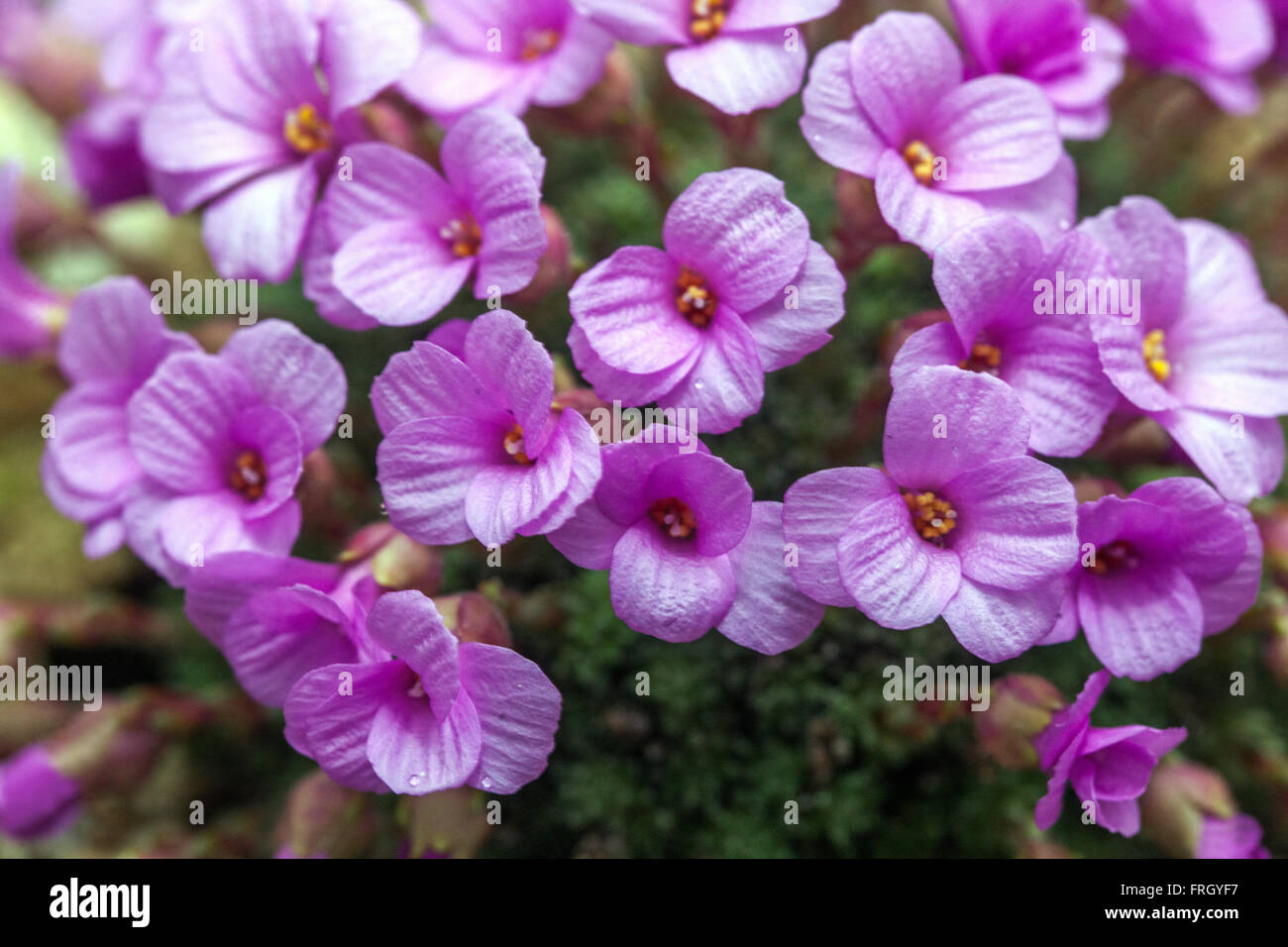 Saxifraga columnaris saxifrage alpin Banque D'Images