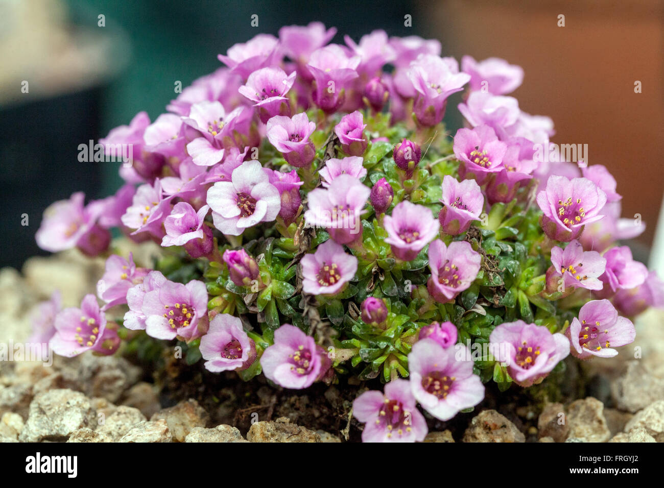 Saxifraga 'Gerald Phillip' saxifrage alpin rose moussy Banque D'Images