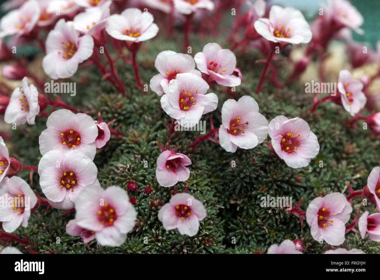 Saxifraga megaseaeflora 'Bohdalec' saxifrage alpin Banque D'Images