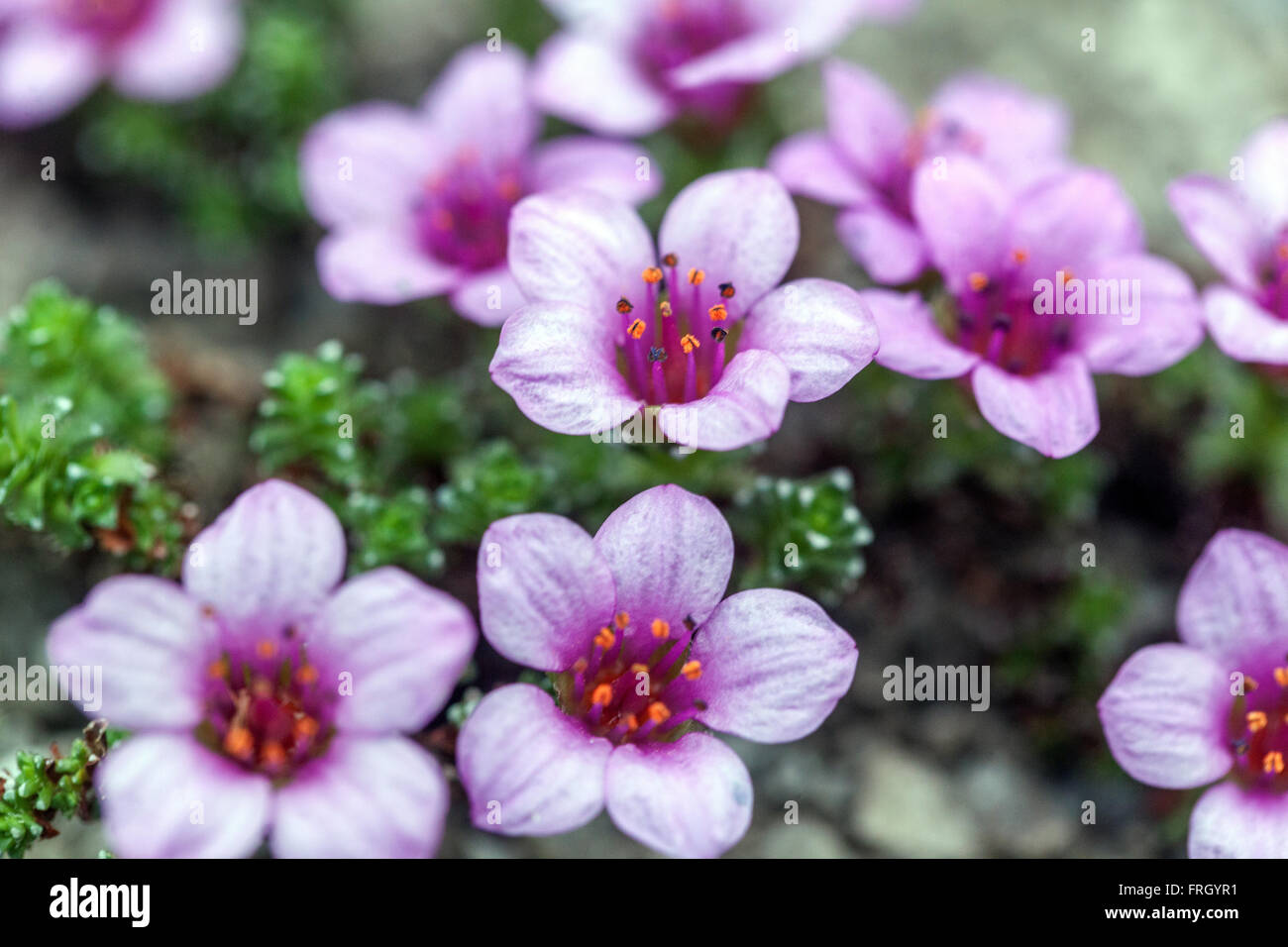 Saxifraga oppositifolia Alpine saxifrage rocaille printemps fleurs alpines Tiny saxifrage Mossy Violet saxifrage Blooming Fermer fleur Violet montagne Banque D'Images