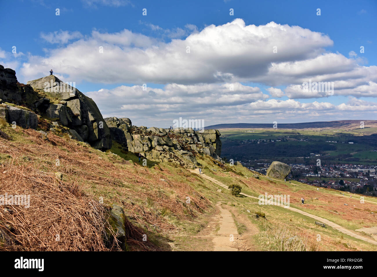 La vache et veau. Ilkley Moor, Hangingstone Road, Bradford, West Yorkshire, Angleterre, Royaume-Uni, Europe. Banque D'Images