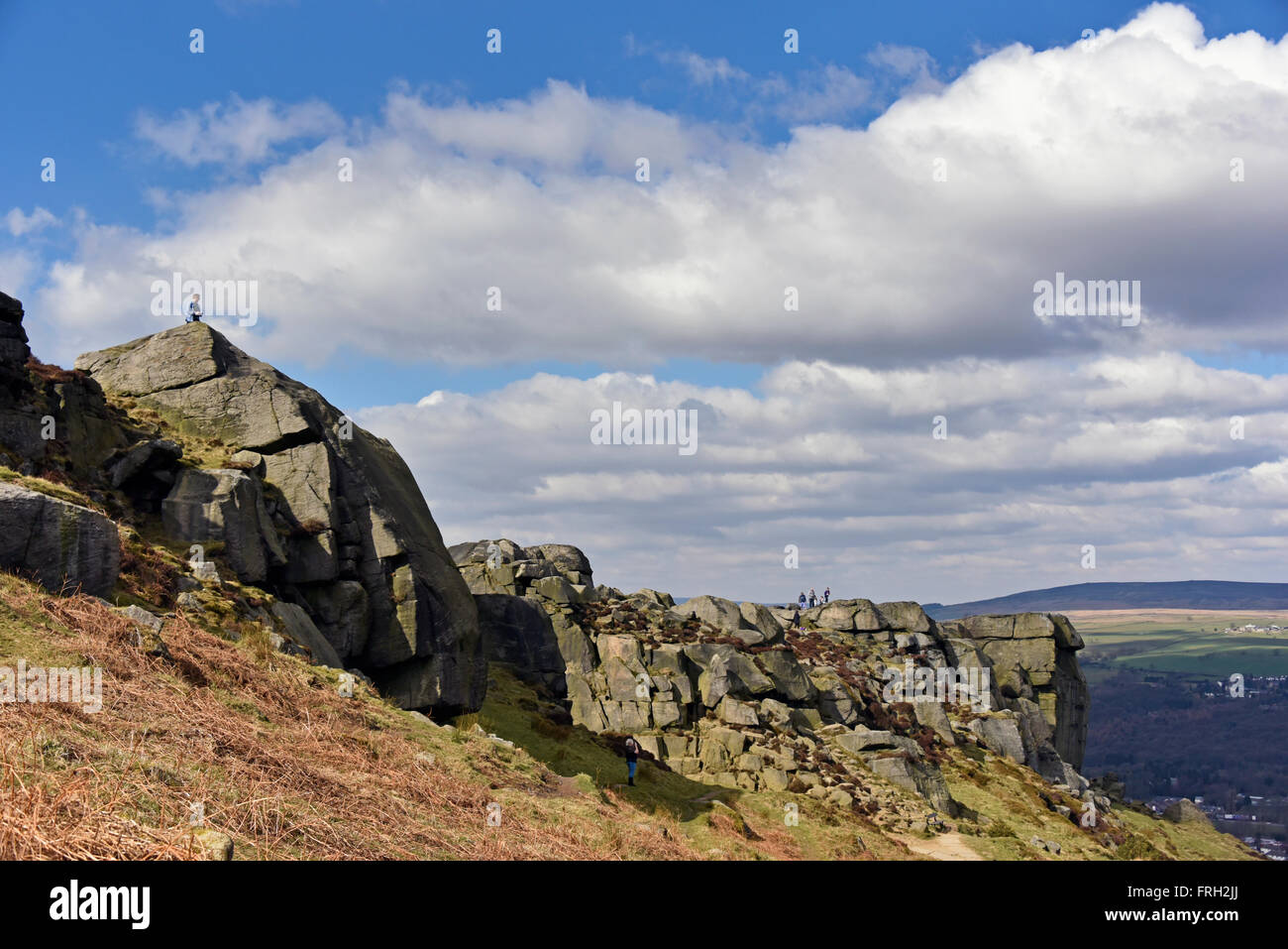 La vache et veau. Ilkley Moor, Hangingstone Road, Bradford, West Yorkshire, Angleterre, Royaume-Uni, Europe. Banque D'Images