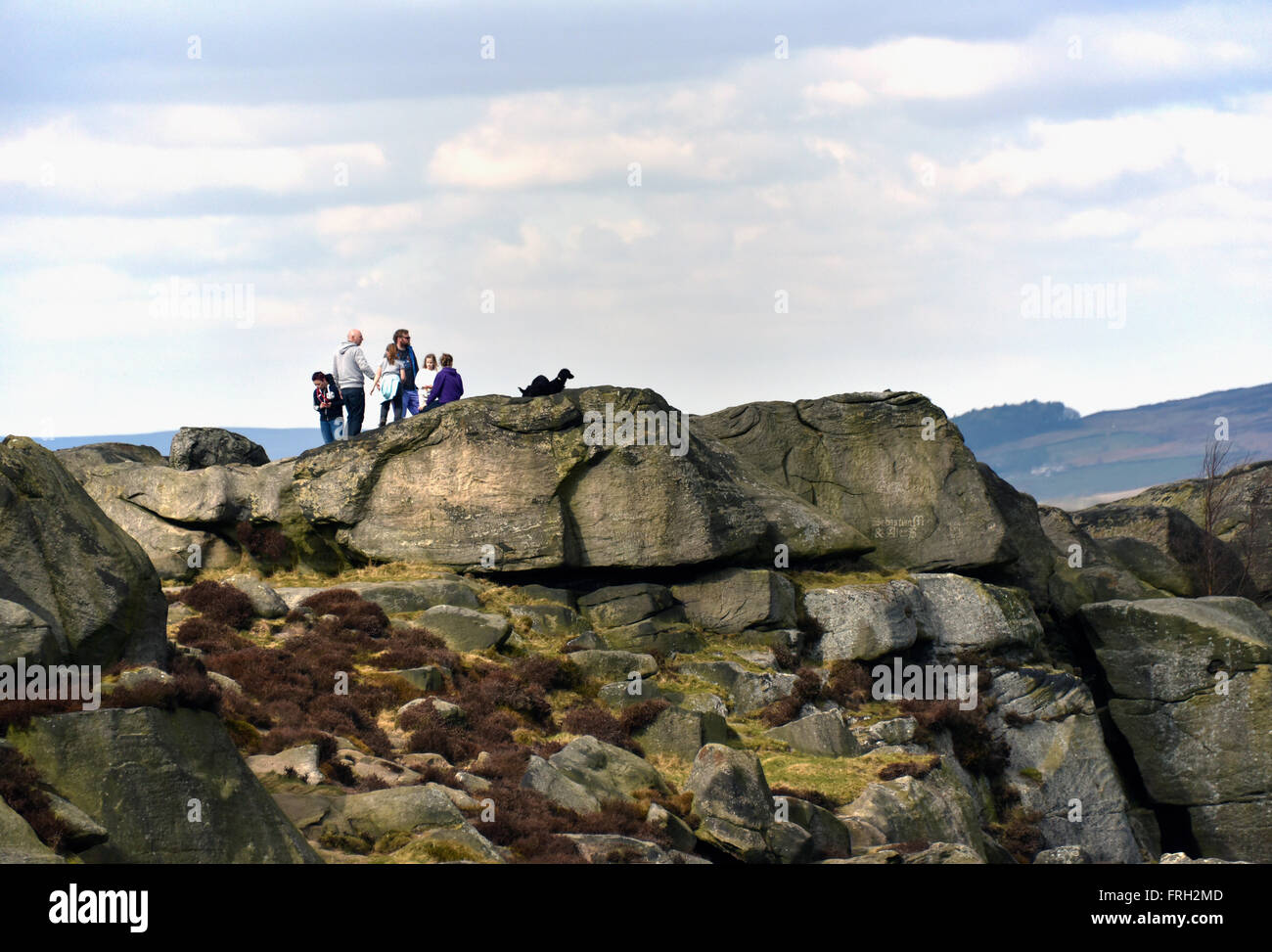 La vache et veau. Ilkley Moor, Hangingstone Road, Bradford, West Yorkshire, Angleterre, Royaume-Uni, Europe. Banque D'Images